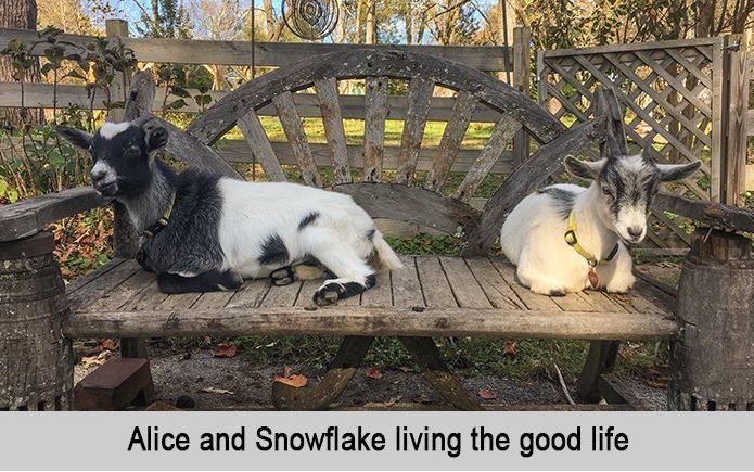 Alice and Snowflake living the good life.
