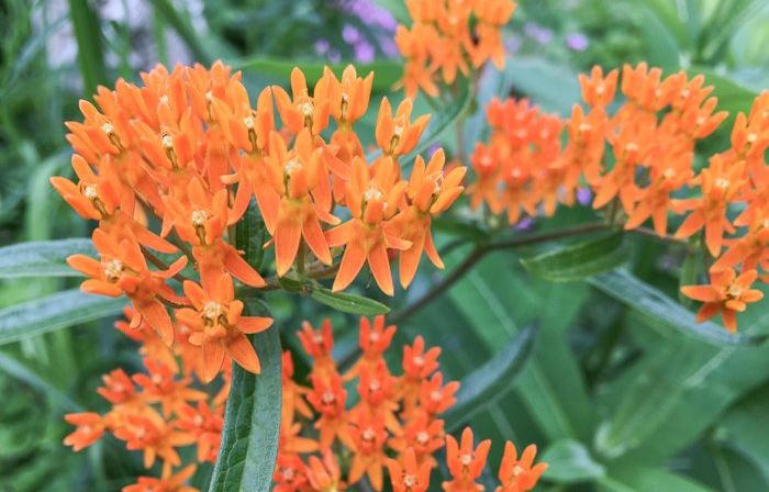 Butterfly weed at St Francis Cottage