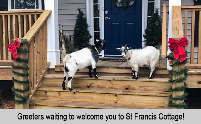 Alice and Snowflake, the greeters waiting to welcome uyou to St Francis Cottage.