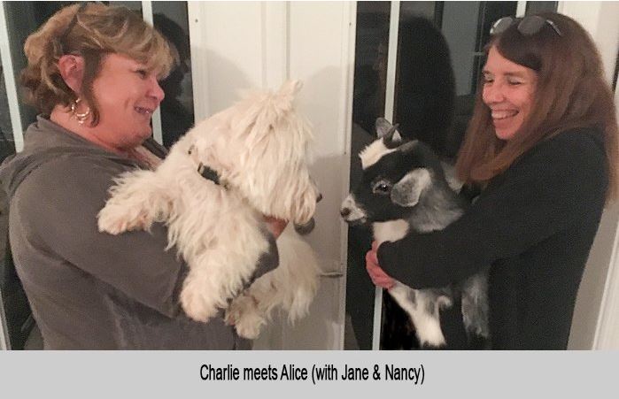 Charlie, the dog, meets Alice, the goat.  With Jane and Nancy.