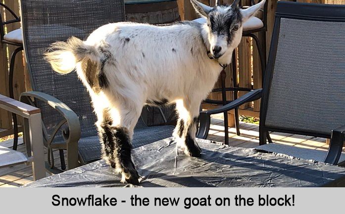 Snowflake, the new goat on the block.