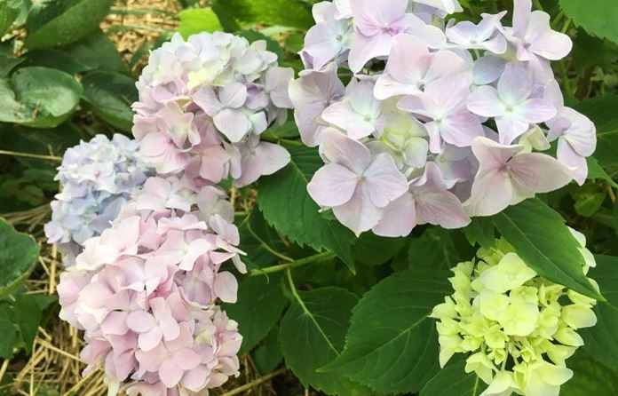 Multi-colored Hydrangeas at St Francis Cottage