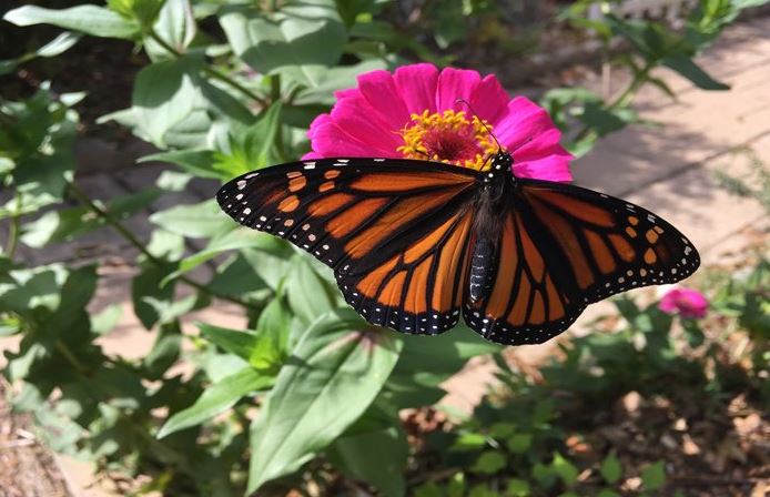 Monarch Butterfly at St Francis Cottage