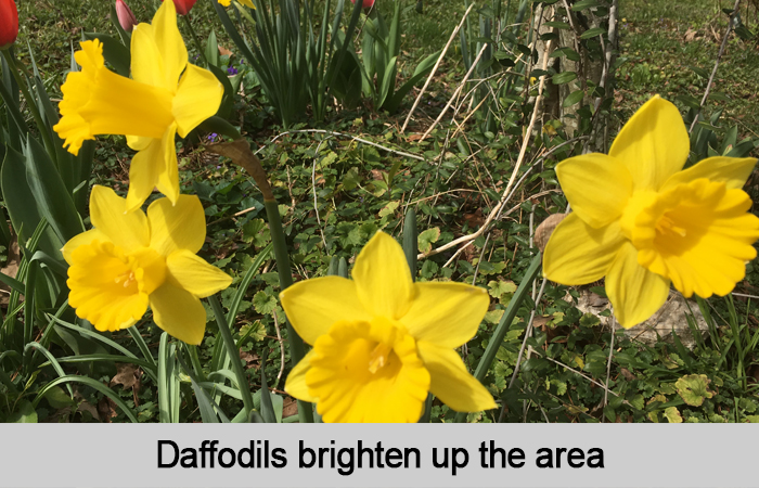 Daffodils brighten up the area