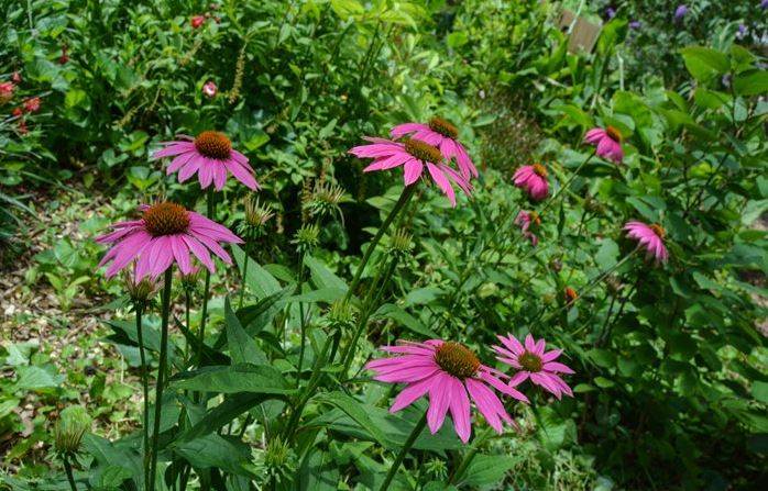 Purple cone flowers at St Francis Cottage
