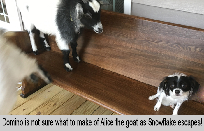 Domino is not sure what to make of Alice the goat as Snowflake escapes.