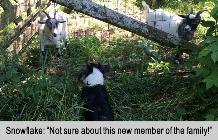 Snowflake, the goat, and Mini, the dog facing off at the fence.